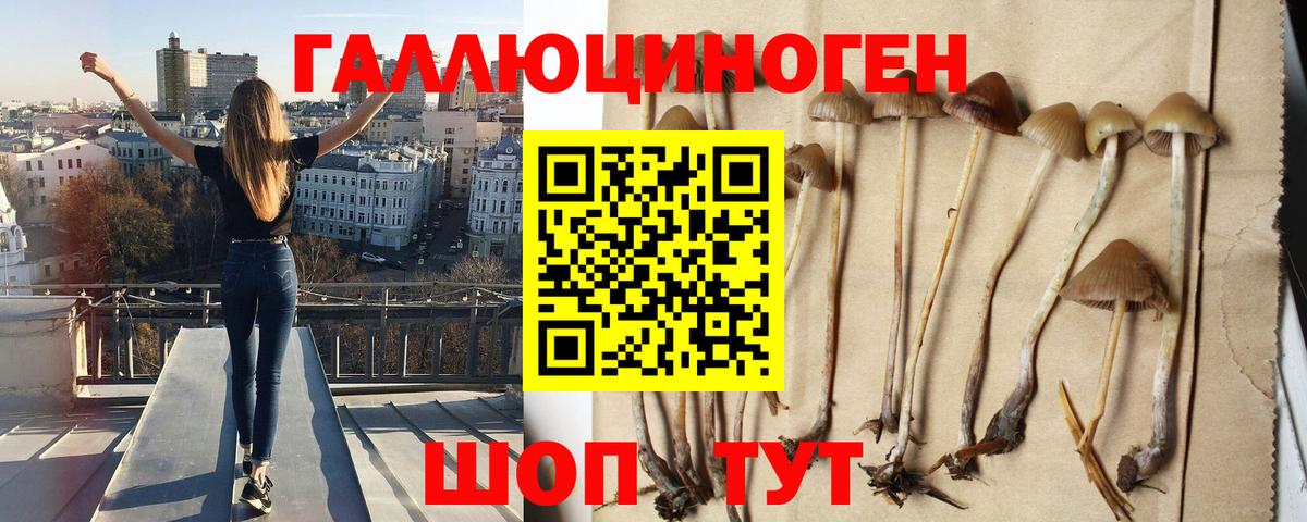 Псилоцибиновые грибы Cubensis Избербаш